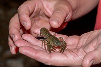 Crayfish Procambarus clarkii captured in a Spanish creek where it is an invasive species severly harming local vicariant species.