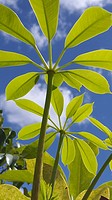 Cecropia leaves in blue sky