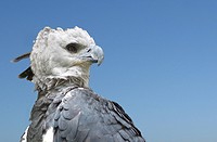 Harpy Eagle (Harpia harpyja) Venezuela