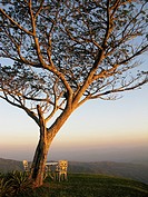 Scenic view of Samanea saman tree and mountains of valles del Tuy Miranda state Venezuela