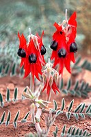 Sturt´s Desert Pea, the floral emblem of South Australia. Flinders Ranges, South Australia.