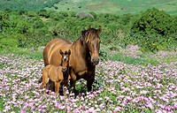 Mare with foal in a flowery spring meadow near Tarifa. Cadiz, Andalusia, Spain.