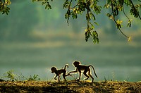 Yellow Baboon (Papio cynocephalus) - Two playful young in the early morning. South Luangwa National Park, Zambia.