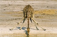Southern Giraffe (Giraffa camelopardalis giraffa) - Female, drinking at a waterhole. Etosha National Park, Namibia.