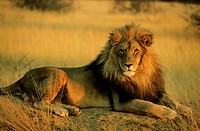 Lion (Panthera leo) - Male, resting on a termite-hill in the last light of the evening. Photographed in captivity at the Okonjima Lodge, home of The A...