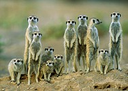 Suricate (Suricata suricatta) - Adults with young on the lookout at the edge of their burrow. Kalahari Desert, Namibia.