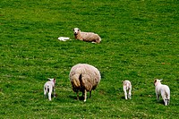 Sheep in a meadow, Asturias, Spain