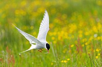 Arctic Tern (Sterna paradisaea) in flight with little fish in beak, with yellow flowers in background, Iceland.