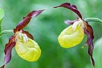 Lady´s-slipper orchid - Cypripedium Calceolus -, Parc Naturel de la Chartreuse, Savoie, Rhône-Alpes, France.
