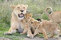 Lion cubs (Panthera leo) playing with lioness mother on the savanna, Serengeti national park, Tanzania.