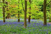 Bluebells and Spring Foliage in Middleton Woods Ilkley West Yorkshire England.