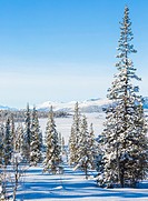 Sunny winter landscape with snowy trees, spruces and birches, with a mountain in the background and clear blue sky, Gällivare, Swedish Lapland, Sweden...