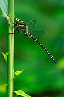 Dragonfly Cordulegastre annele Cordulegaster boltonii, Ringed Cordulegastre Cordulegaster boltonii, Nature of the french Alps, Isere, Rhone Alpes, Fra...