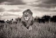 lion in masa mara national park. kenia.