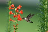 Female Ruby-Throated hummingbird (Archilochus colubris) with Standing Cypress flowers (Ipomopsis rubra).