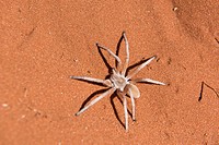 Dancing White Lady Spider (Leucorchestris arenicola) in the Nabib Desert, Namibia.