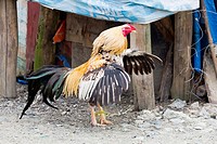 Chicken in Puerto Princesa, Palawan, Philippines.