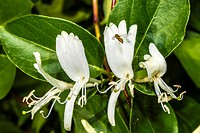 White Honeysuckle (Lonicera japonica) Spring Flowers.
