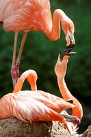 American flamingo, red flamingo, (Phoenicopterus ruber), captive, Germany