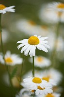 Close-up of a flower meadow with ox-eye daisy (Leucanthemum vulgare) blossoms in early summer.