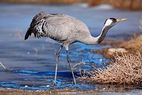Crane (Grus grus) in the wildlife reserve Gallocanta. Zaragoza. Spain.