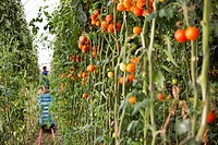Harvesting organic tomatoes in greenhouse, El Ejido, Almeria, Andalucia, Spain, Europe