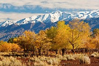 Trees in fall below the White Mountains, at the San Francis Ranch, est, 1861, Bishop, Eastern Sierra, California.