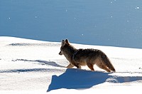 Coyote (Canis latrans) - Walking in the snow - Yellowstone - USA.