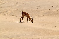 Impalas (Antidorcas melampus melampus), Kruger National Park, South Africa.