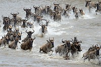 Blue Wildebeest (Connochaetes taurinus) herd during crossing the Mara river, Serengeti national park, Tanzania.