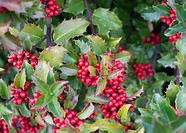 Holly bush Ilex meserveae with prickly leaves and red berries Stockholm, Sweden in October.