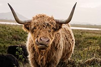 Scottish highland cow looking into camera with mouth open, Outer Hebrides, Scotland.
