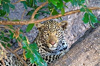 Leopard (Panthera pardus) - Male, Chobe National Park, Botswana.