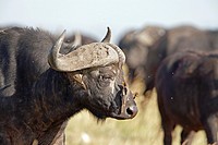 buffalo oxpecker