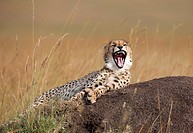 Kenya, Maasai Mara, Yawning cheetah (acinonyx jubatus)
