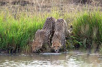 Two cheetah drinking. Maasai Mara National Reserve, Kenya