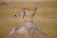 Cheetah on hill. Maasai Mara National Reserve, Kenya