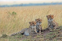 Three young cheetah. Maasai Mara National Reserve, Kenya