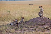 Three young cheetah and mother. Maasai Mara National Reserve, Kenya