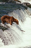 Brown Bear, Grizzly Bear (Ursus arctos horribilis), Fishing salmon, Alaska.