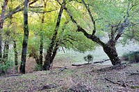Ash in the basin of river Lozoya. Patones. Madrid. Spain. Europe.