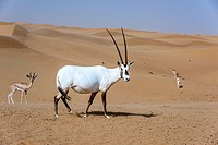 Arabian oryx. Arabian Desert. Al Maha Conservation Reserve. Dubai. United Arab Emirates