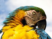 Close up Ara ararauna. Macaw. Caracas Venezuela