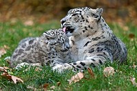 Snow Leopard, (Uncia uncia), young animals, captive, Germany