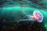 Beautifull jellyfish under the surface in Brittany
