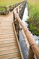 Treaties of wooden walks in the Regional Park of Lake Massaciuccoli Italy.