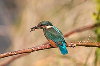 Kingfisher Alcedo atthis, juvenile. Flix, Tarragona province, Catalonia, Spain.