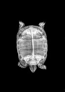 Spur-thighed Tortoise or Greek Tortoise (Testudo graeca) under x-ray top view.