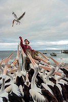 Food pelicans. Australian pelican. Silver Gull. Kangaroo island. Kingscote. Australia