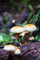 Cluster of mushrooms growing on the exposed root system of a fallen cedar tree in a temperate rain forest.